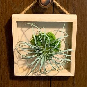 Faux Air Plant #1